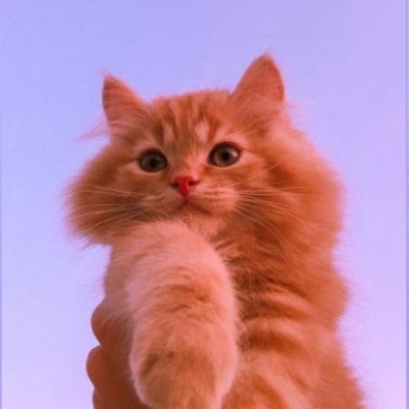 Meet your Posher, Favorite - Picture 1 of 1